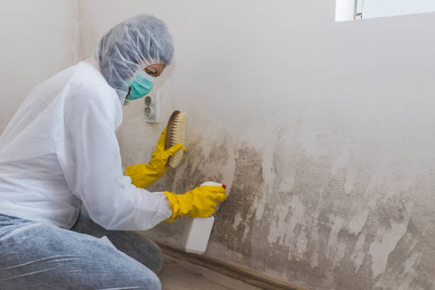 Professional Mold Inspection in Rainbow, CA