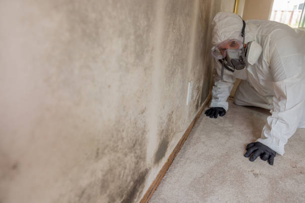 Why You Should Choose Our Mold Remediation Services in Rainbow, CA